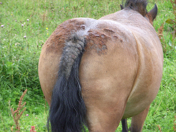 dermatofitose em cavalos