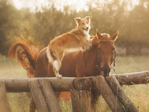 Tudovet cão e cavalo