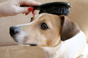 Como diminuir a queda dos pelos em cães?