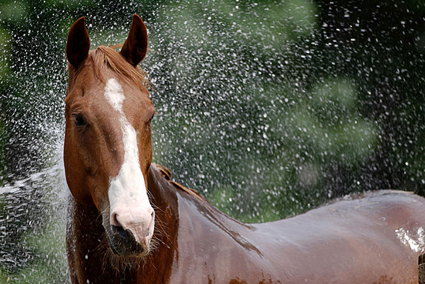 Shampoo para cavalos