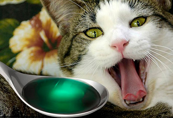 Como prevenir o envenenamento de gatos?