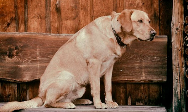 Como prevenir e tratar as dores articulares nos cães