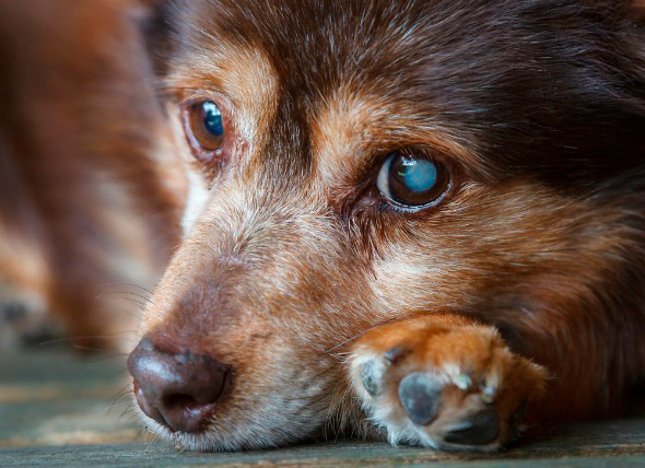 Cachorro ou gato com catarata, conheça os sintomas e tratamento