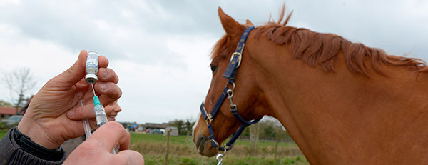 Antitetanico para cavalos