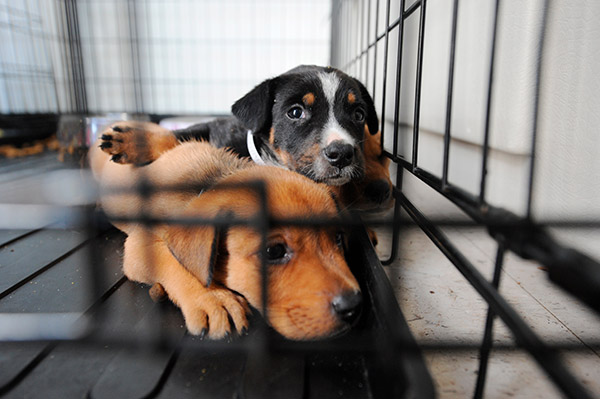 Cuidados com um cachorro adotado