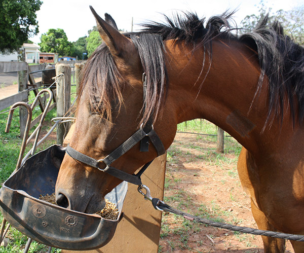 aminoácidos para cavalos