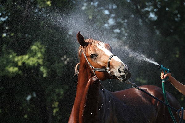 cavalos no verão