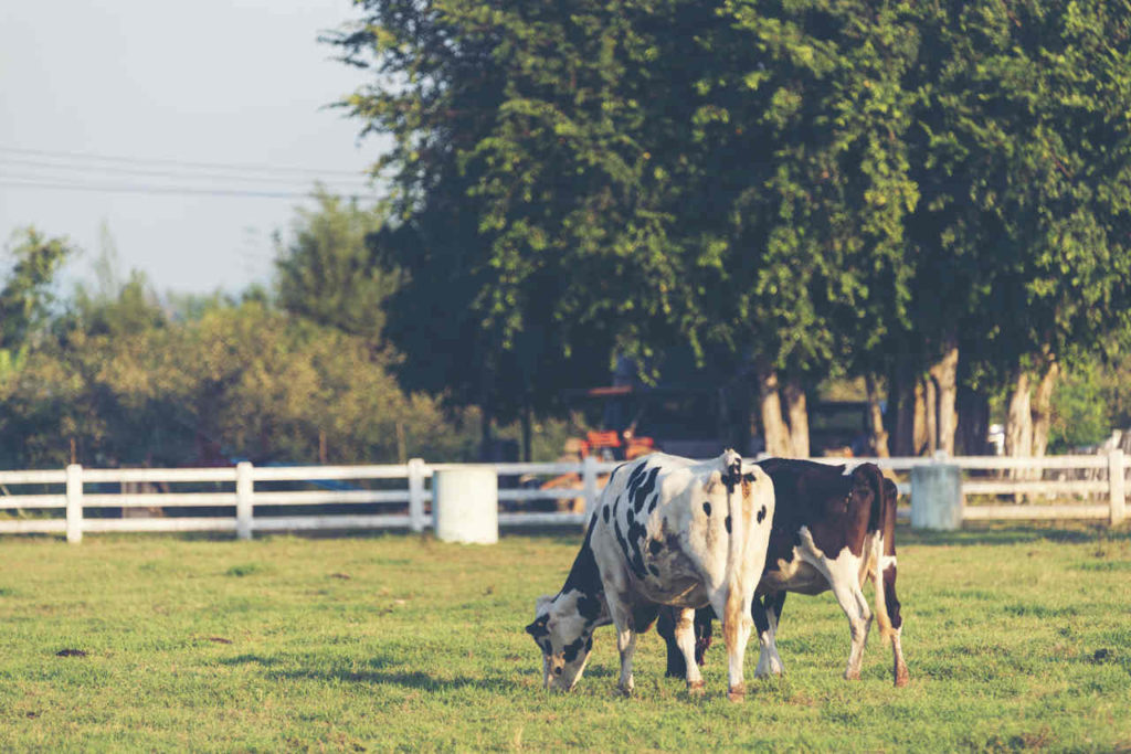 dairy-cattle-in-dairy-farm-2021-09-01-09-46-29-utc