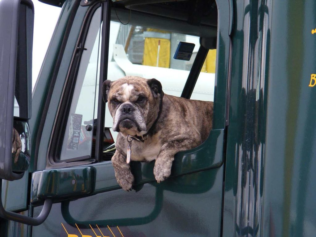 vomito-de-cachorro-no-carro