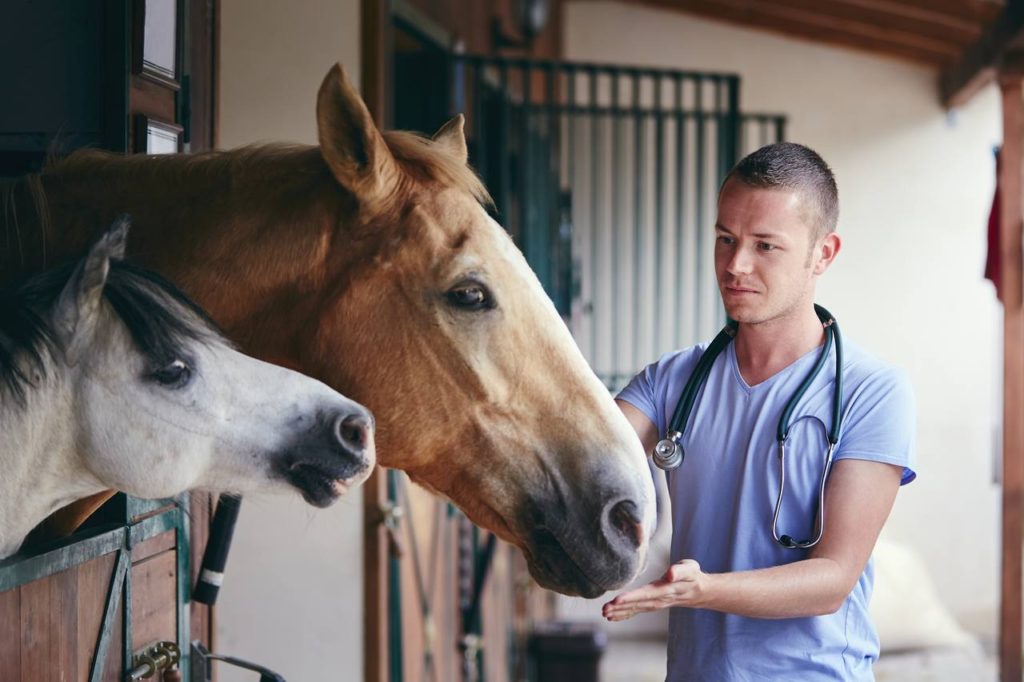 alergia-em-cavalos